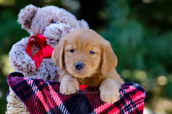 Image of Vick, a Golden Retriever puppy