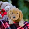 Image of Vick, a Golden Retriever puppy