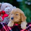 Image of Vick, a Golden Retriever puppy