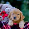 Image of Vick, a Golden Retriever puppy