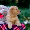 Image of Victor, a Golden Retriever puppy