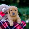 Image of Victor, a Golden Retriever puppy