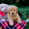 Image of Victor, a Golden Retriever puppy