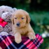 Image of Victor, a Golden Retriever puppy