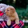 Image of Victor, a Golden Retriever puppy