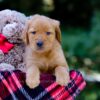 Image of Victor, a Golden Retriever puppy