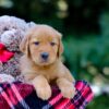 Image of Victor, a Golden Retriever puppy