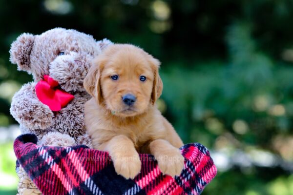 Image of Victor, a Golden Retriever puppy