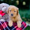 Image of Victor, a Golden Retriever puppy