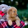 Image of Victor, a Golden Retriever puppy