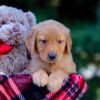 Image of Vincent, a Golden Retriever puppy