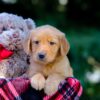 Image of Vincent, a Golden Retriever puppy