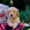 Image of Vincent, a Golden Retriever puppy