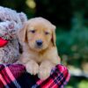 Image of Vincent, a Golden Retriever puppy