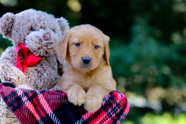 Image of Vincent, a Golden Retriever puppy