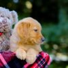 Image of Vincent, a Golden Retriever puppy