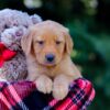 Image of Vincent, a Golden Retriever puppy