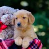 Image of Vincent, a Golden Retriever puppy