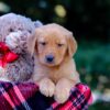 Image of Vincent, a Golden Retriever puppy