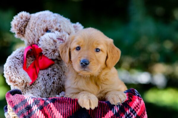 Image of Vivian, a Golden Retriever puppy