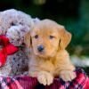 Image of Vivian, a Golden Retriever puppy