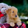 Image of Vivian, a Golden Retriever puppy