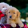 Image of Vivian, a Golden Retriever puppy