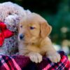 Image of Vivian, a Golden Retriever puppy