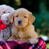 Image of Vivian, a Golden Retriever puppy