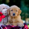 Image of Vivian, a Golden Retriever puppy