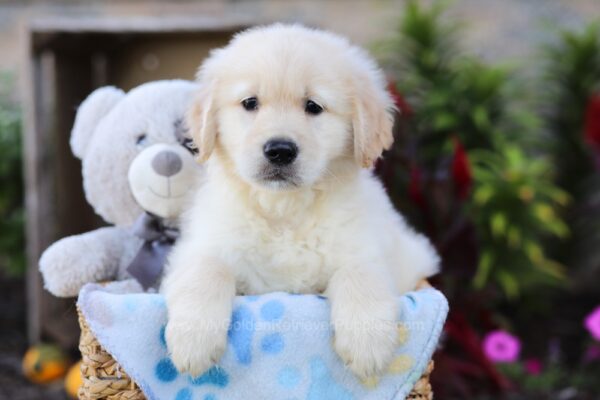 Image of Walker, a Golden Retriever puppy