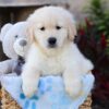 Image of Walker, a Golden Retriever puppy