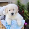 Image of Walker, a Golden Retriever puppy