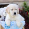 Image of Walker, a Golden Retriever puppy