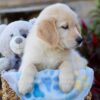 Image of Winslow, a Golden Retriever puppy