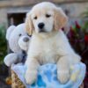 Image of Winslow, a Golden Retriever puppy