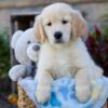 Image of Winslow, a Golden Retriever puppy