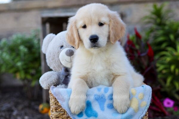 Image of Winslow, a Golden Retriever puppy