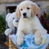 Image of Winslow, a Golden Retriever puppy