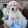 Image of Winslow, a Golden Retriever puppy