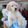 Image of Winslow, a Golden Retriever puppy