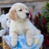 Image of Winslow, a Golden Retriever puppy