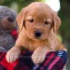 Image of Maggie, a Golden Retriever puppy