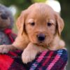 Image of Maggie, a Golden Retriever puppy