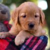 Image of Maggie, a Golden Retriever puppy