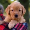 Image of Maggie, a Golden Retriever puppy