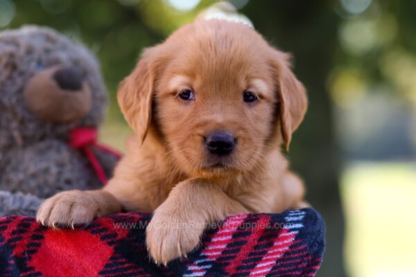 Image of Maggie, a Golden Retriever puppy