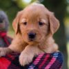 Image of Maggie, a Golden Retriever puppy