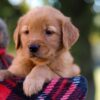 Image of Maggie, a Golden Retriever puppy