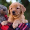 Image of Maggie, a Golden Retriever puppy